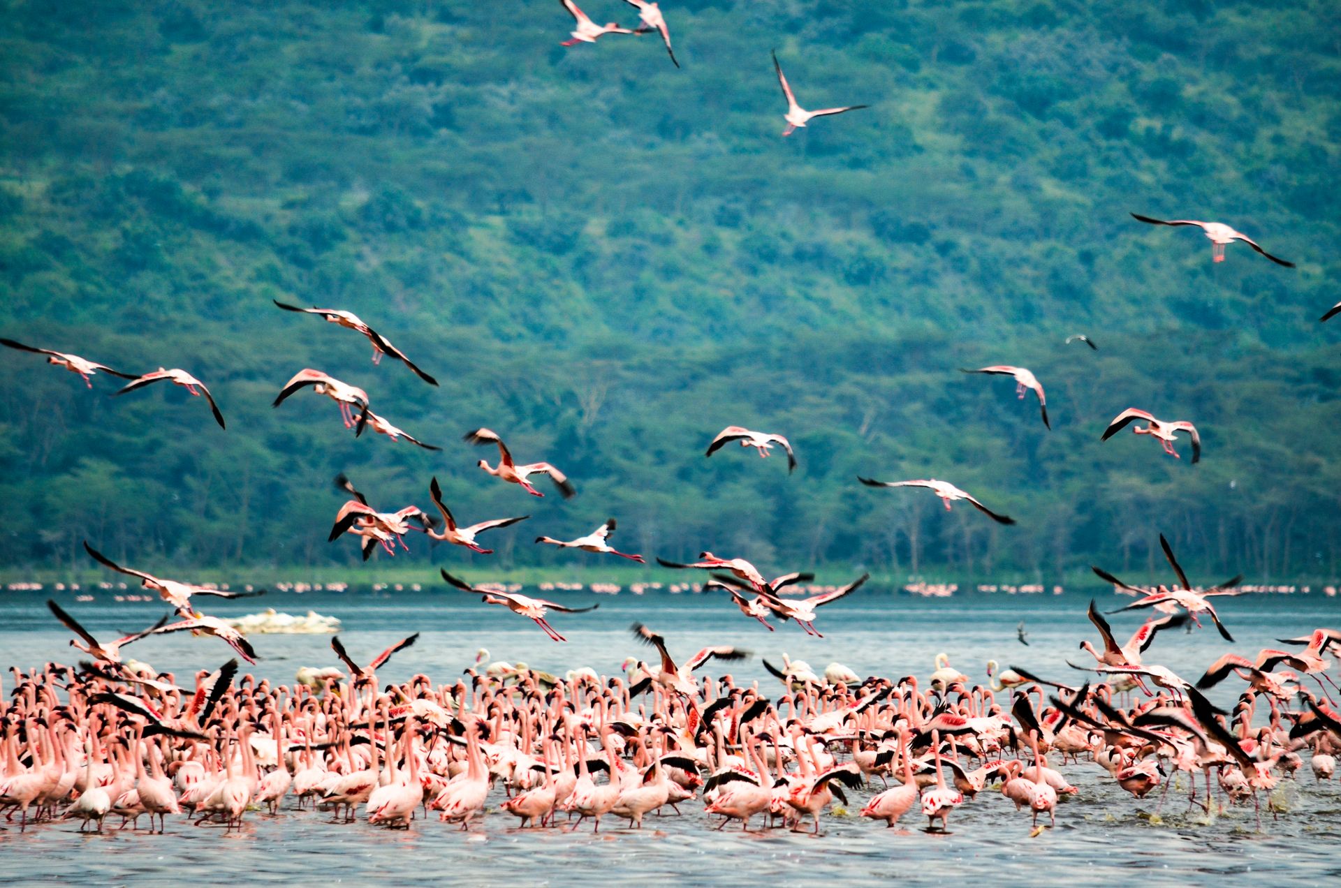 Flamingo Lake Nakuru