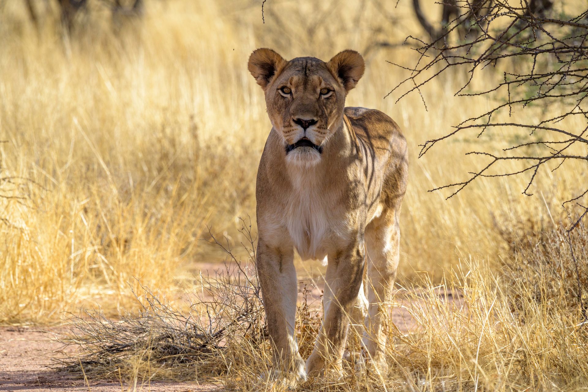 Lion