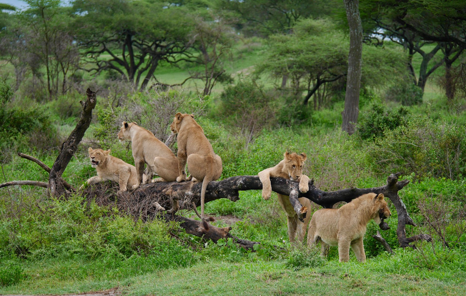 Climbing lions Serengeti