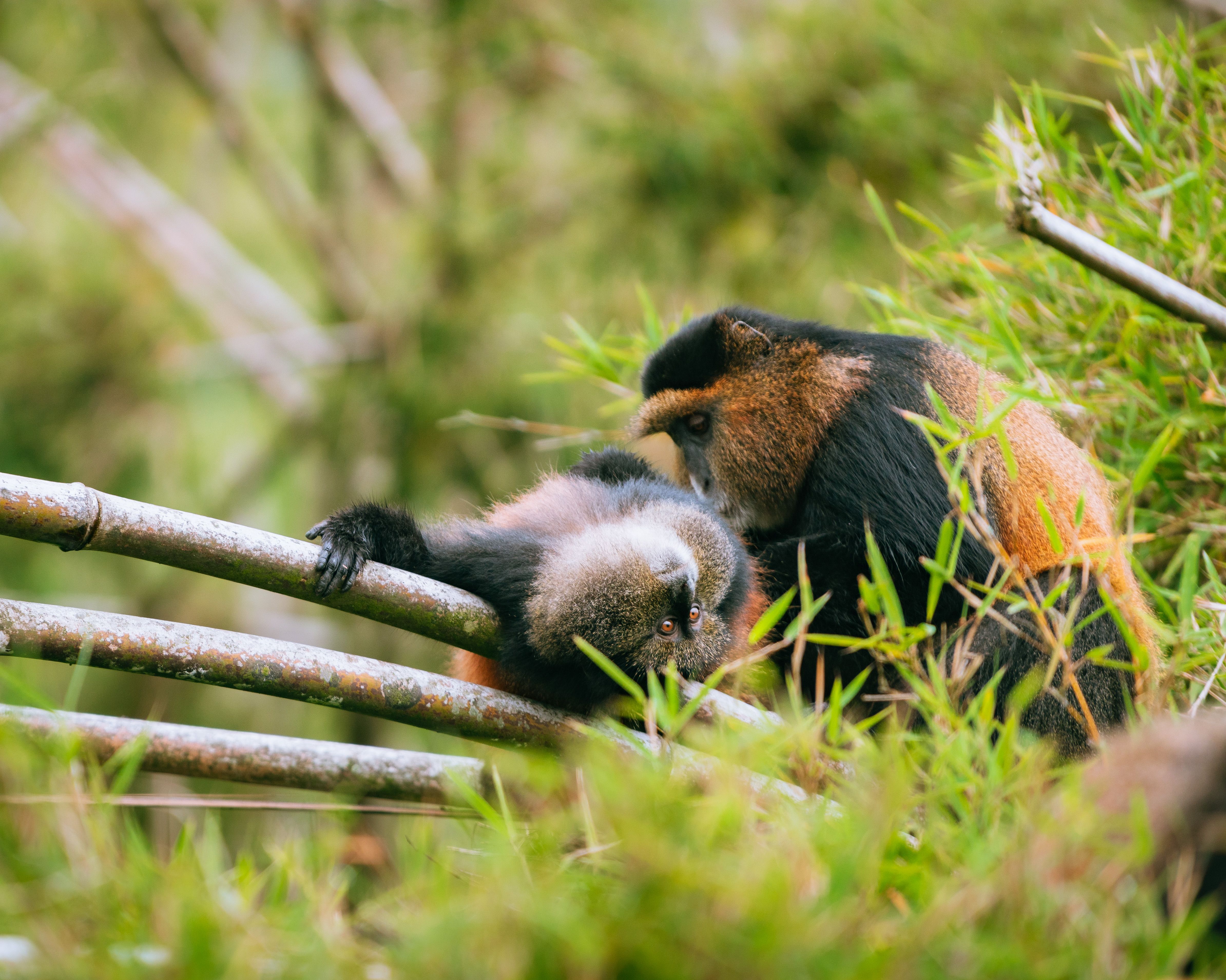 Rwanda Mountain Gorillas & Golden Monkeys
