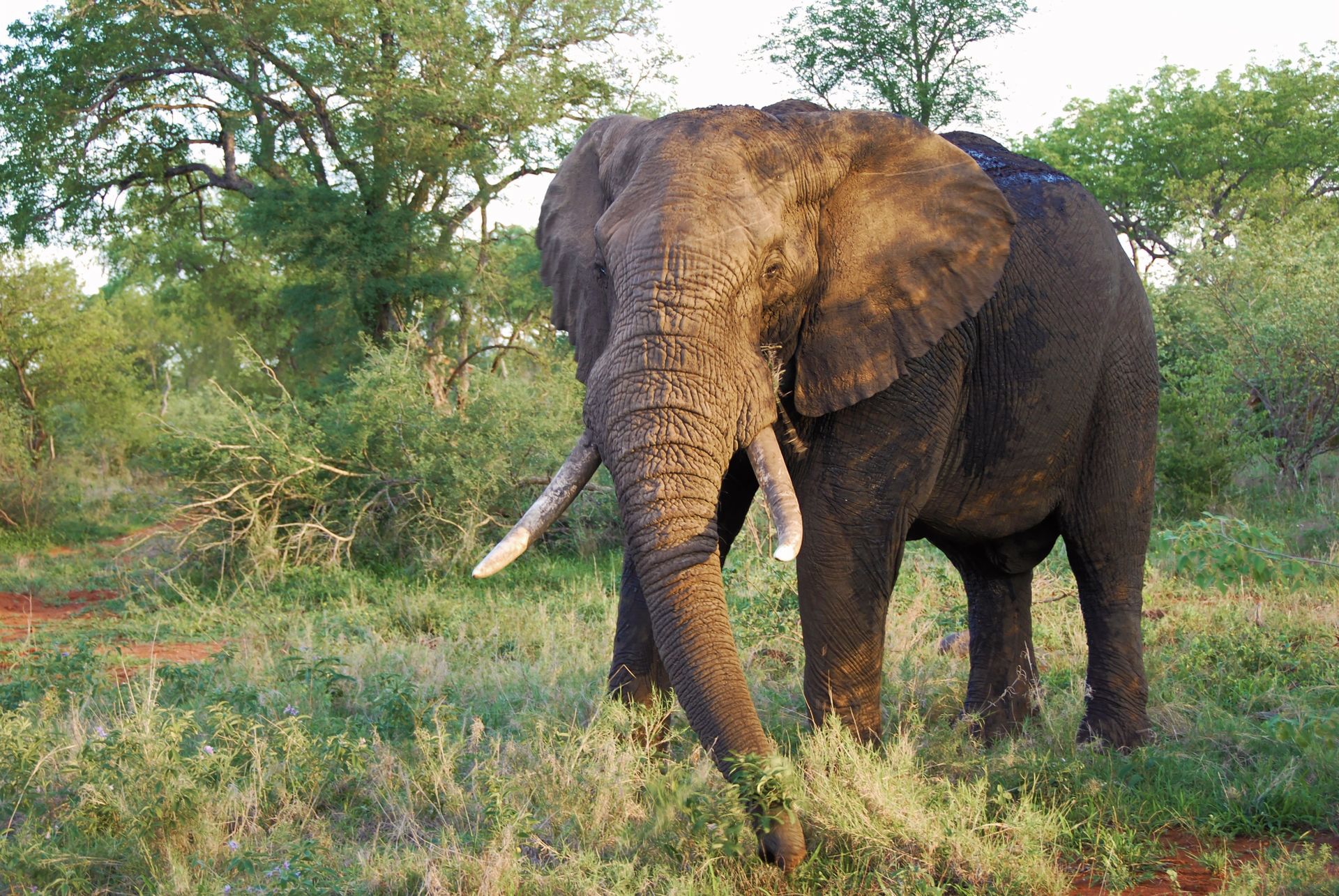 Elephant in Tsavo West