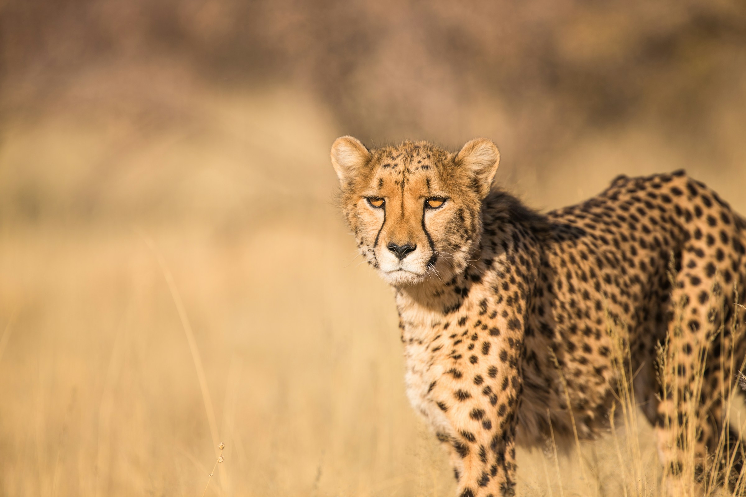 Cheetah in Maasai Mara