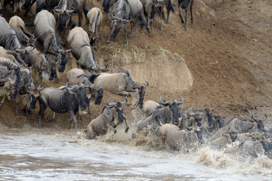 Wildebeest crossing the Mara River during the Great Migration