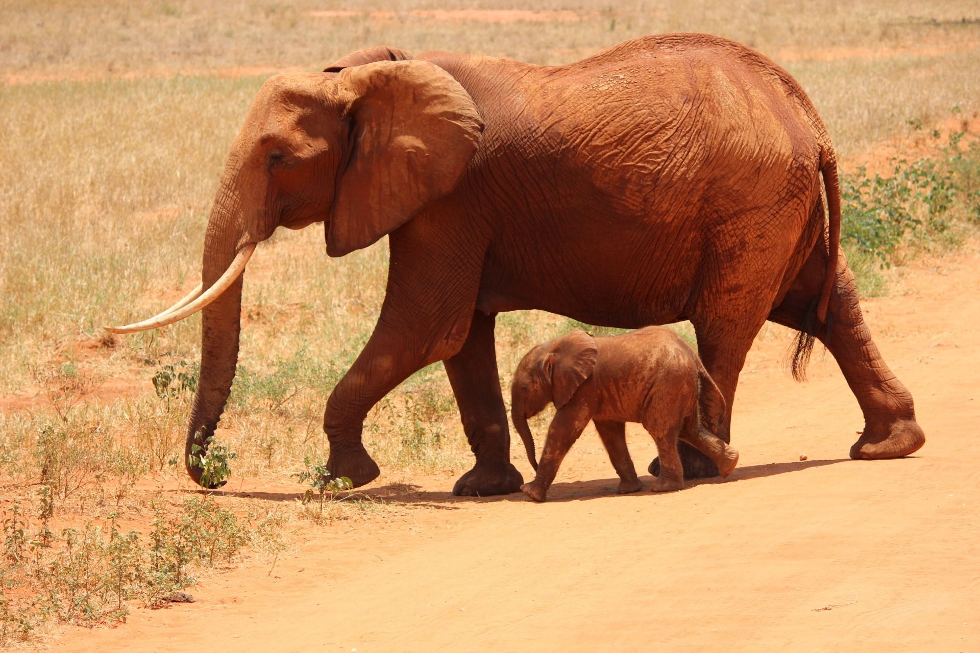 Red Elephant,  Tsavo East National Park
