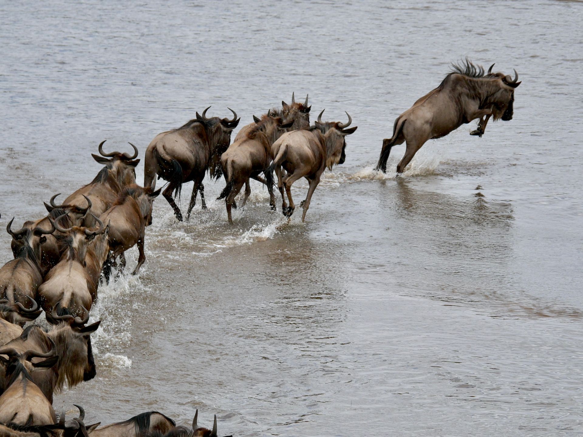 Kenya Private Safari — Maasai Mara, Naivasha & Amboseli