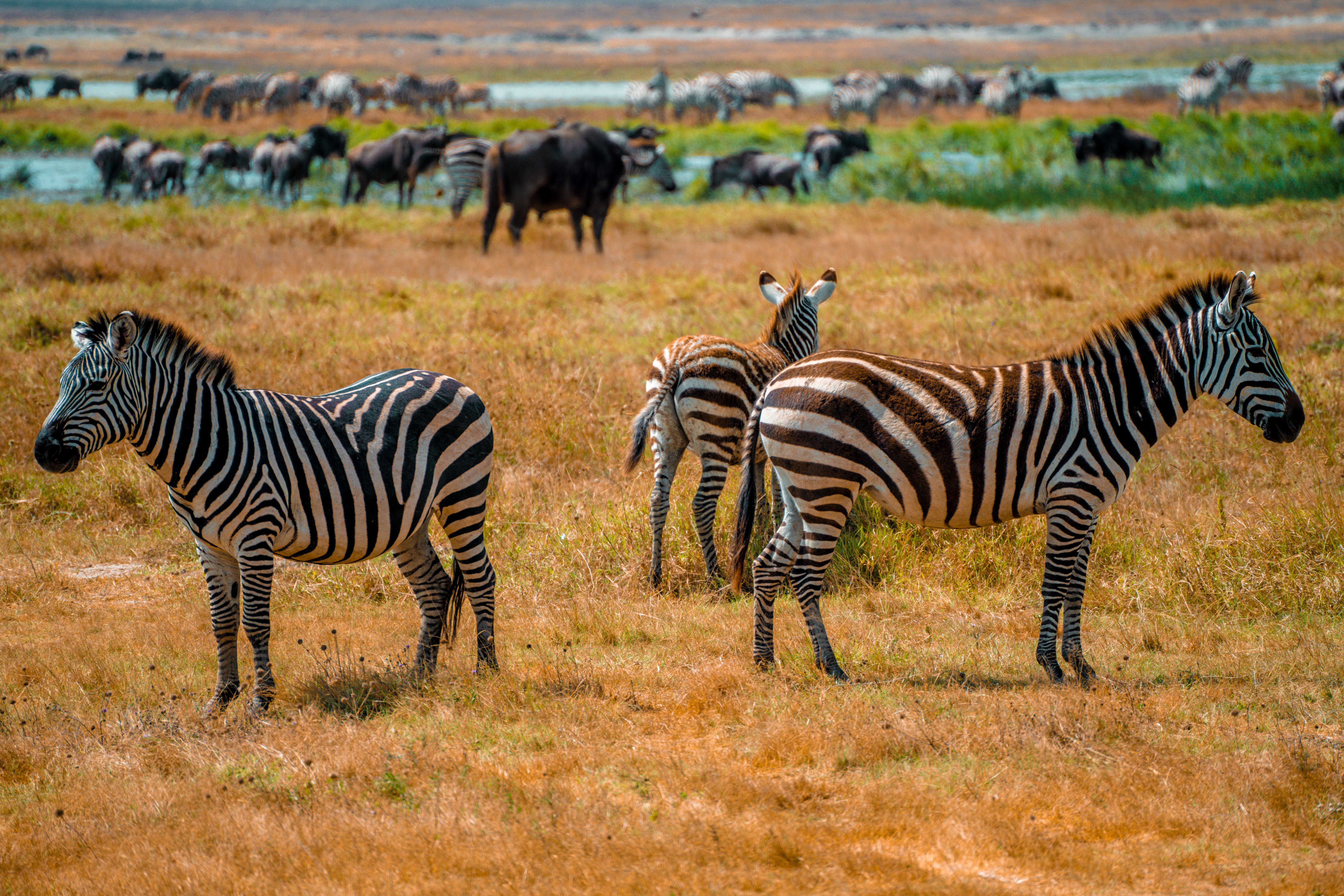 Serengeti National Park