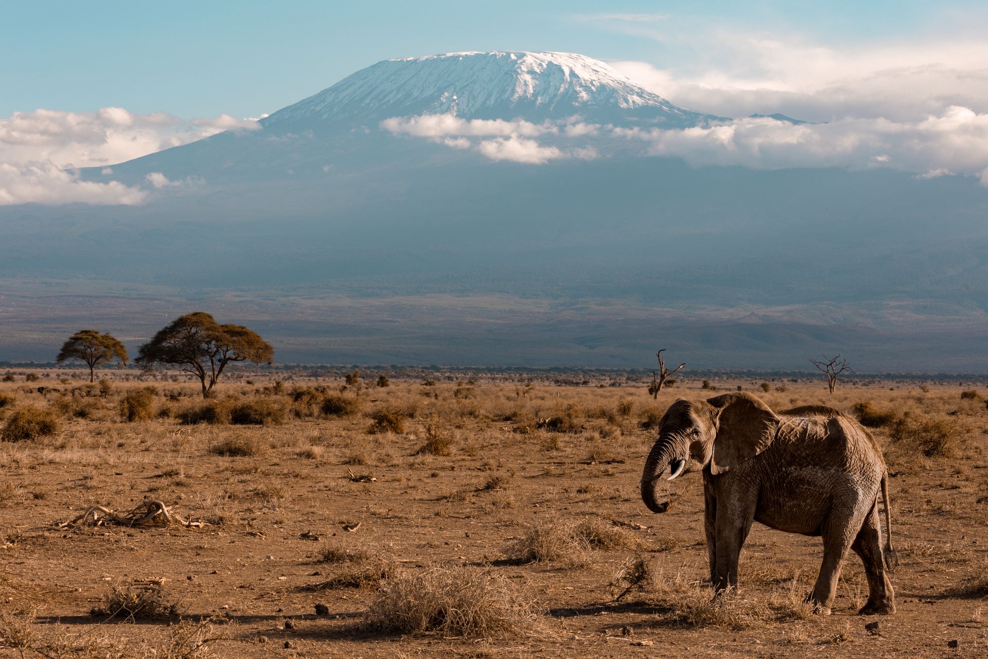Elephant in Amboseli