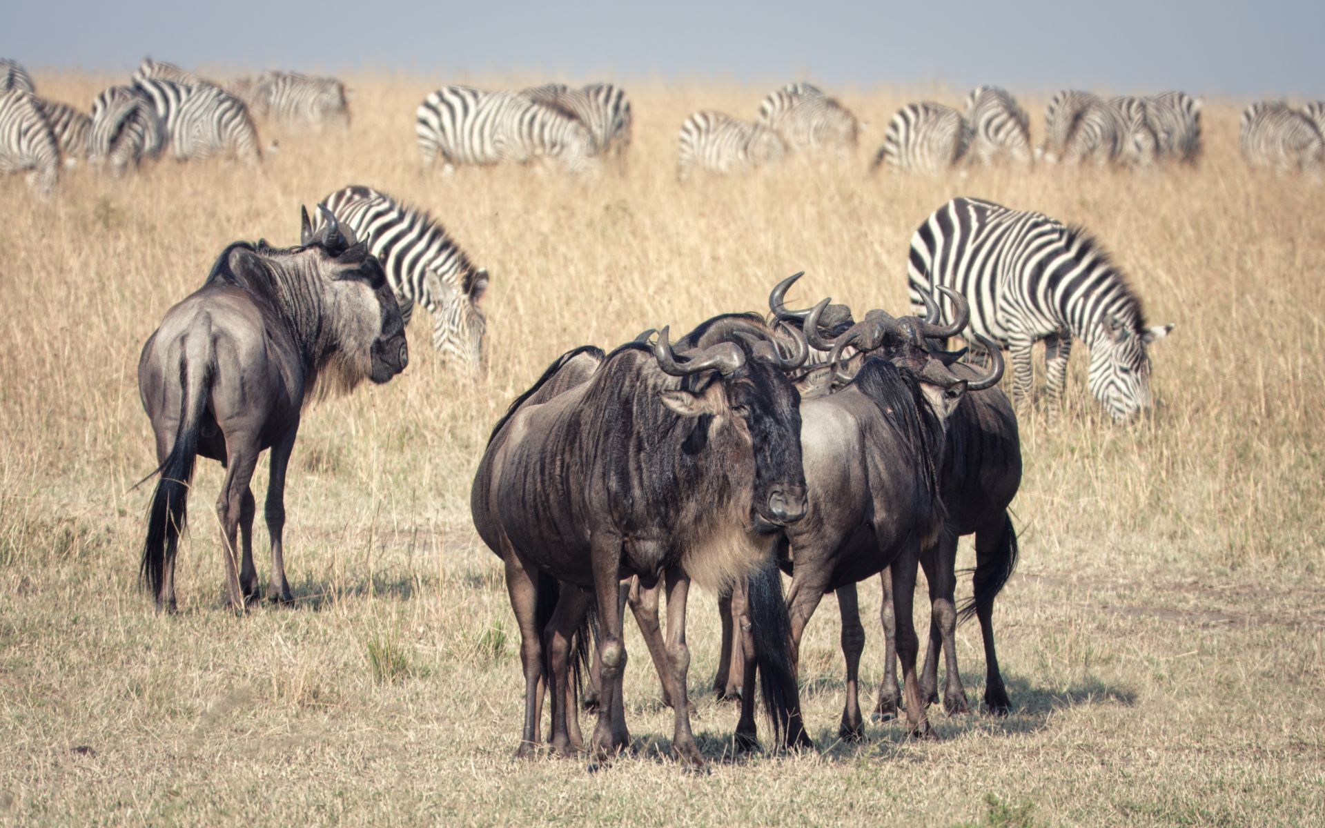 Kenya Private Safari — Maasai Mara to the Mombasa Coast