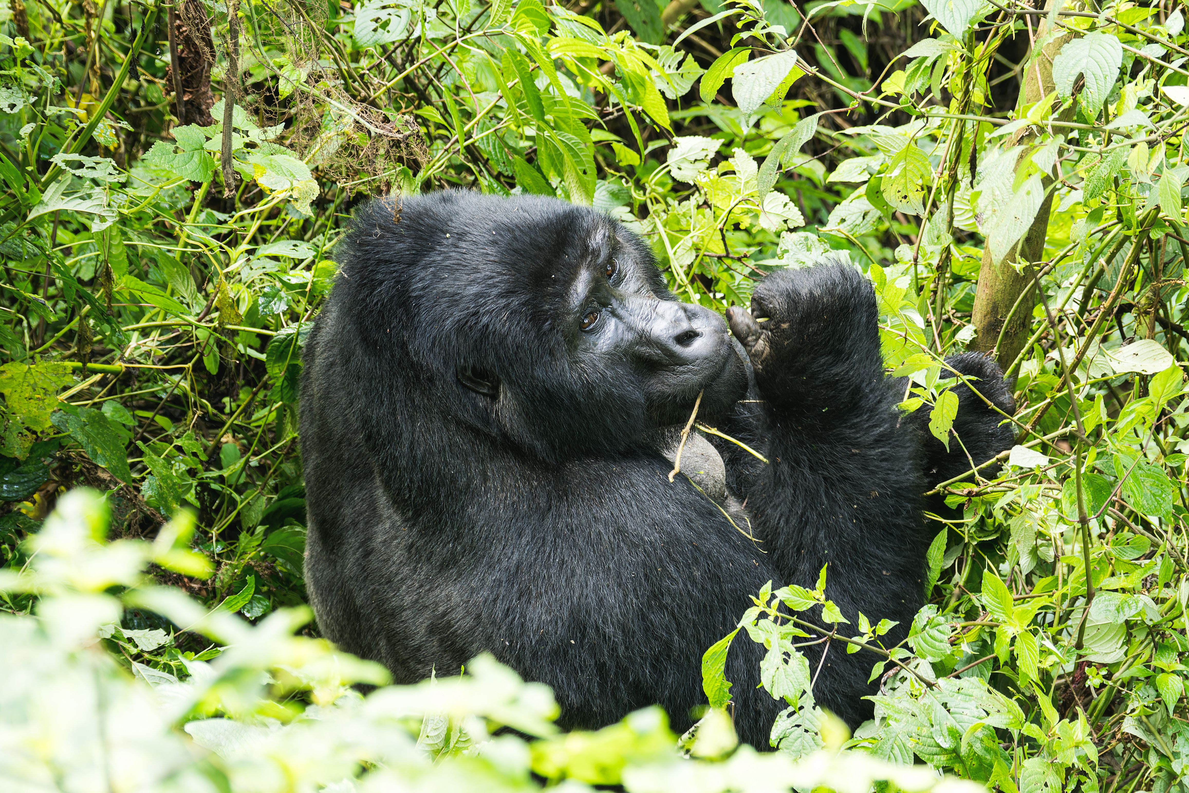 Rwanda Gorilla